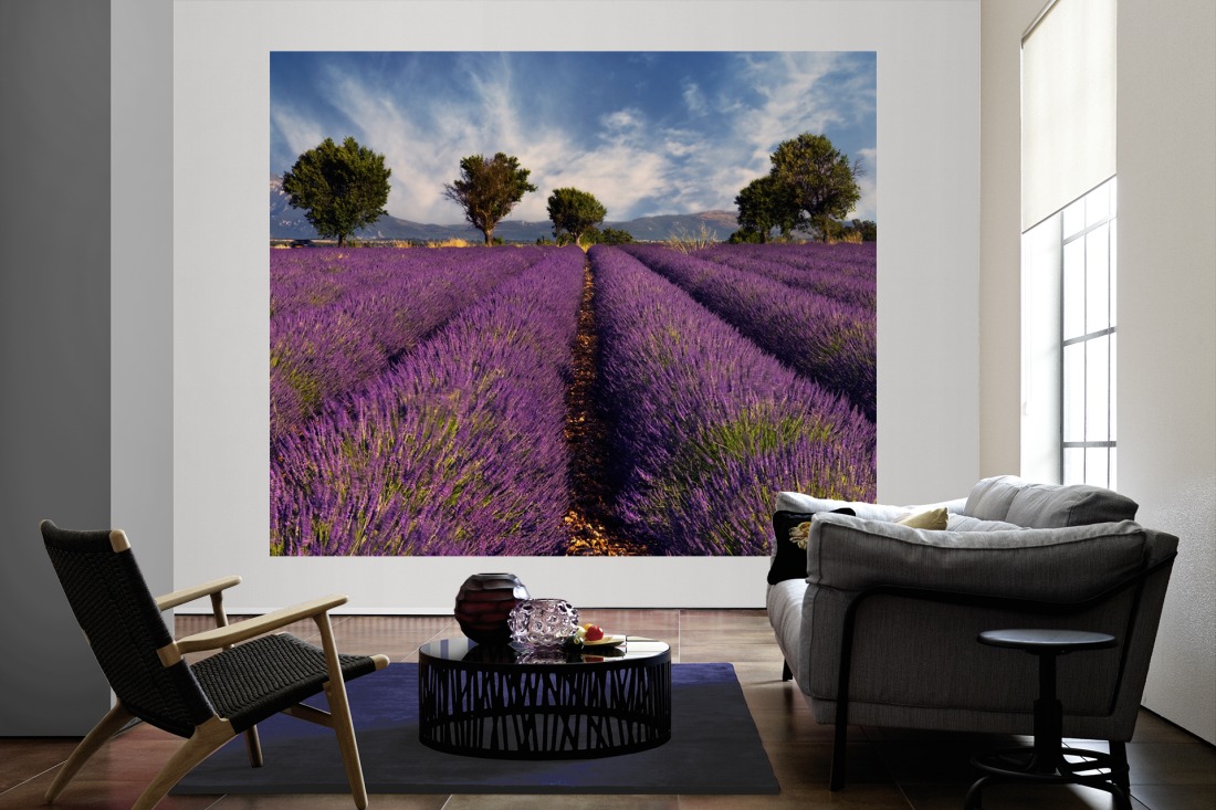 Jetzt bestellen der Lavendel » Fototapete Feld Provence