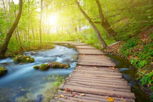 Jetzt Bestellen » Fototapete Birkenwald Im Sommer | Livingwalls-cologne.de