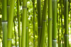 Jetzt Bestellen » Fototapete Birkenwald Im Sommer | Livingwalls-cologne.de